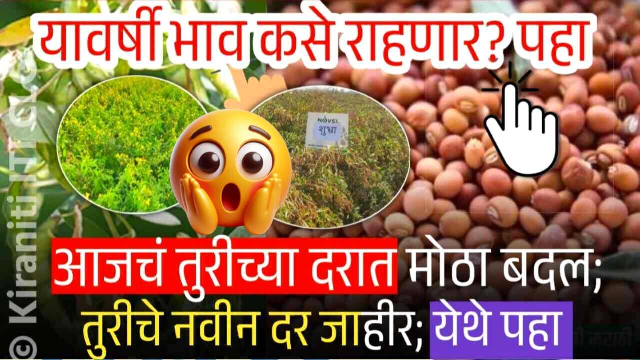 तुरीचा बाजारभावात मोठे बदल; पुढील महिन्यात तुर बाजारभाव कसे राहणार Tur Price Today